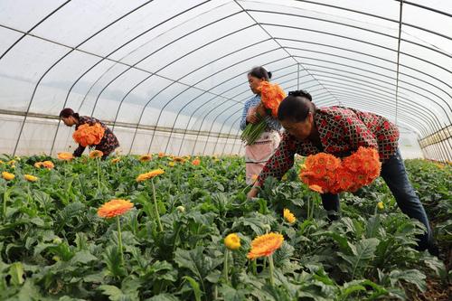 7月4日,黔西市协和镇杨柳社区鲜花种植基地,花农在忙着采摘花卉供应